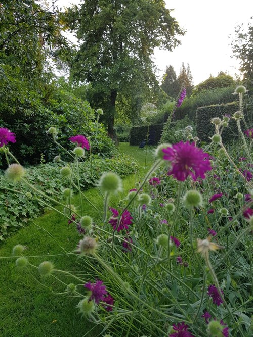 Wilde planten